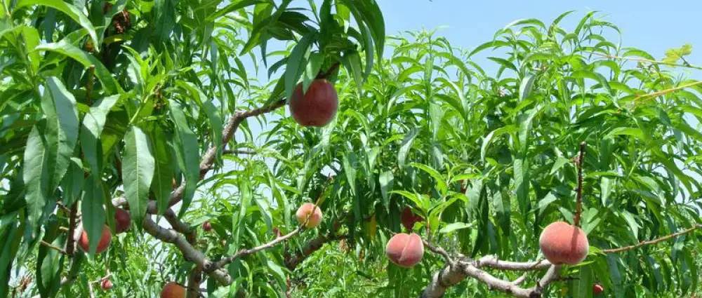 Esempi Pratici per Pneumatici﻿﻿